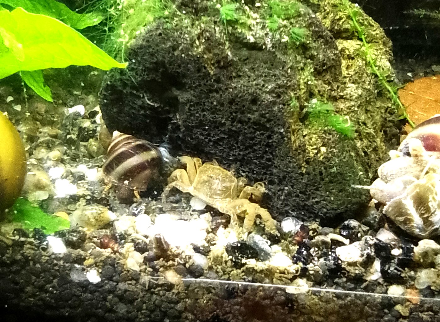 Zwergghost-Krabbe im Aquarium: Haltung, Verhalten und Vergesellschaftung
