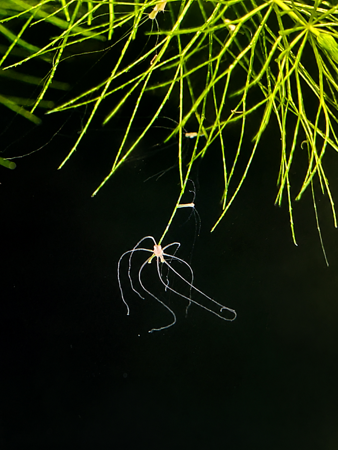 Süßwasserpolypen (Hydren) im Aquarium – Gefahr oder harmlos?