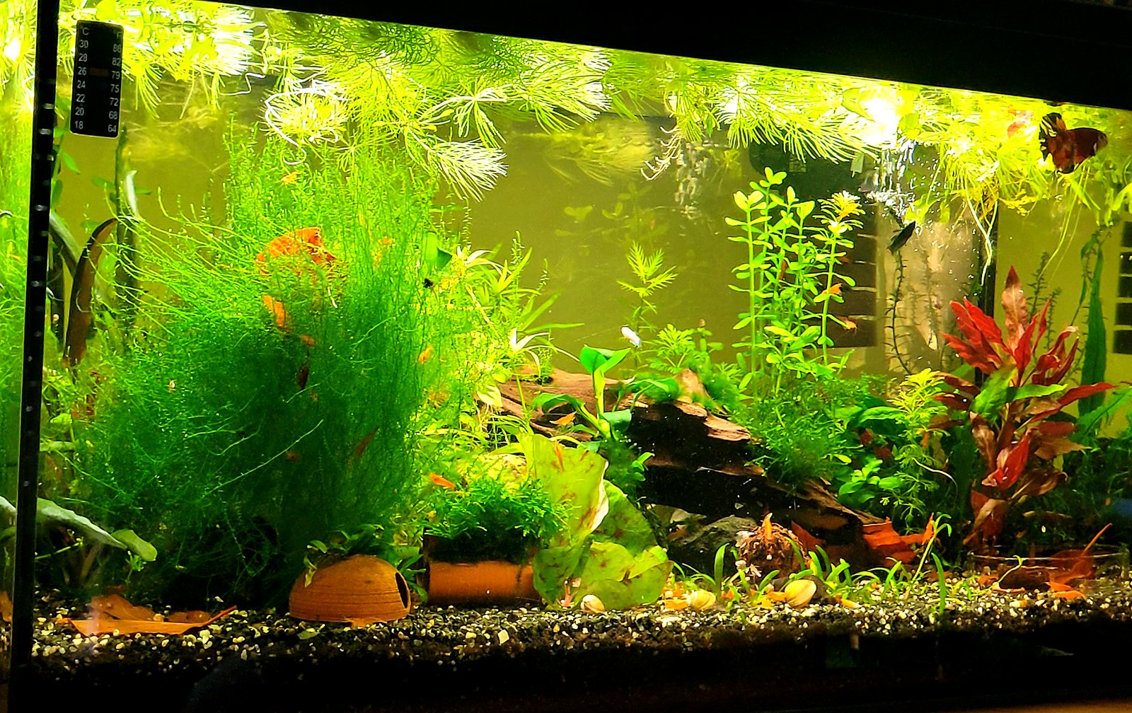 Das perfekte Betta Aquarium: So hältst du Kampffische artgerecht