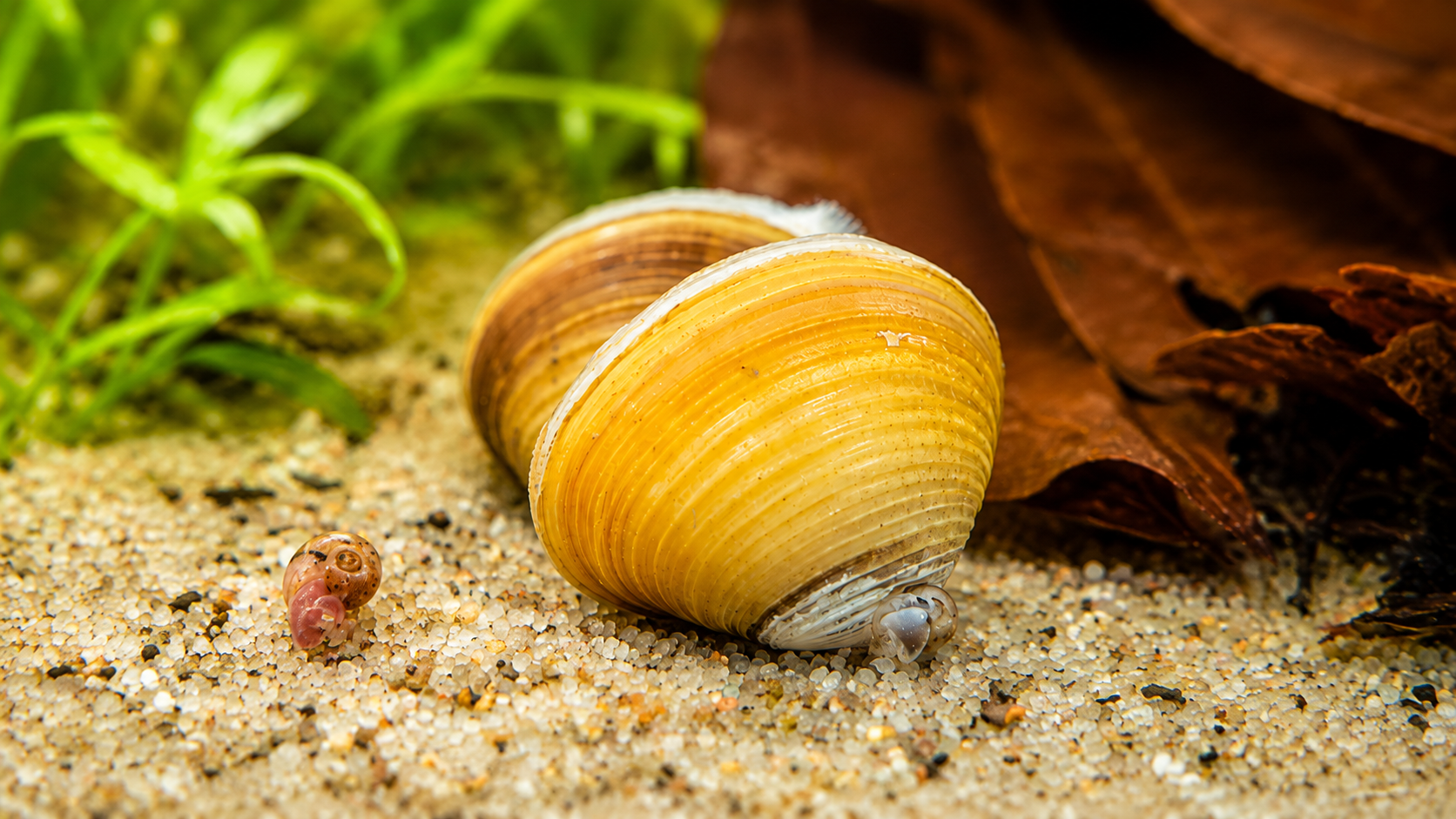 Die gelbe Körbchenmuschel – Ein lebender Schatz fürs Aquarium