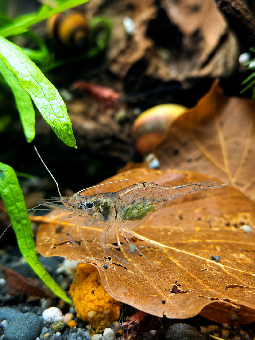 Afrikanische Schwebegarnele (Desmocaris sp.) – Die wohl ungewöhnlichste Garnele fürs Aquarium
