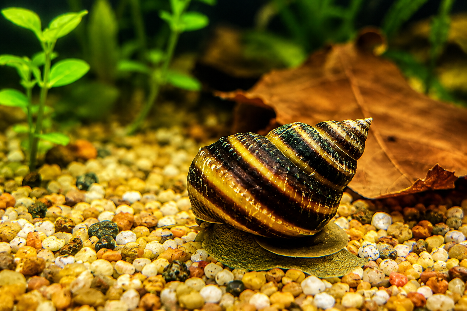 Pinselalgenschnecke – Der natürliche Helfer gegen Algen im Aquarium
