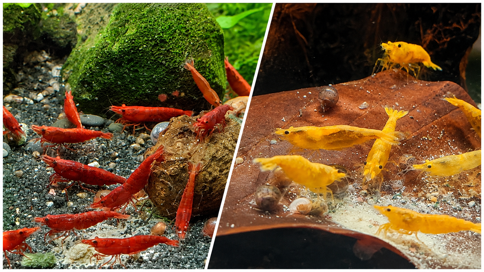 Neocaridina davidi – Die beliebte Zwerggarnele für das Süßwasseraquarium