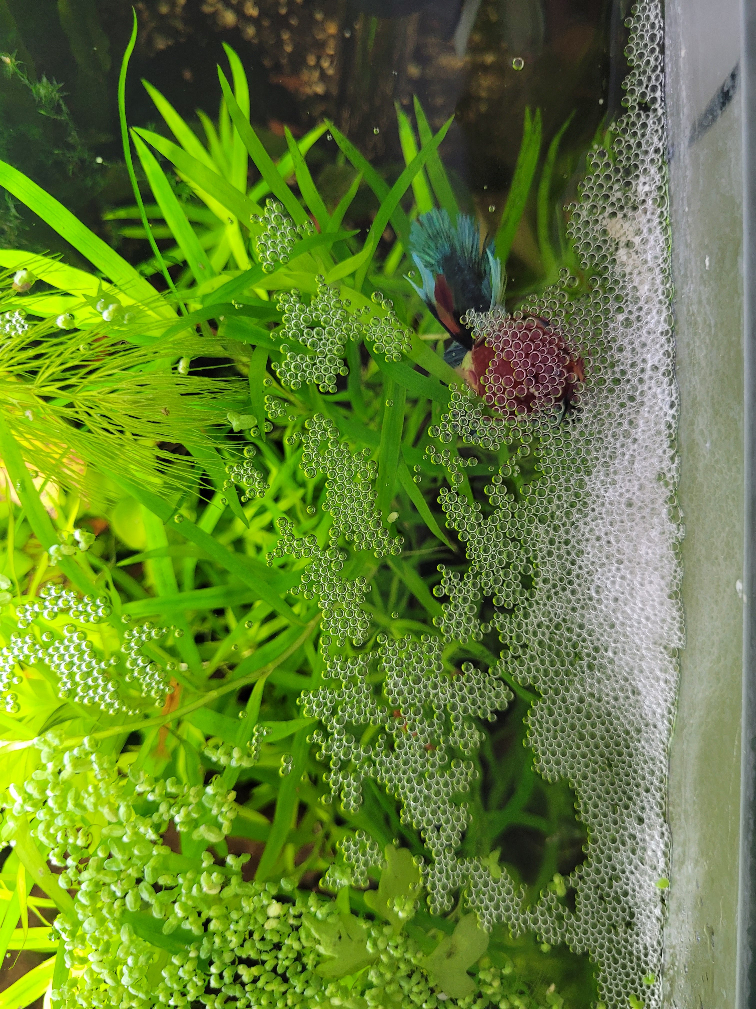 Kampffische züchten: Die Aufzucht von Betta splendens Schritt für Schritt