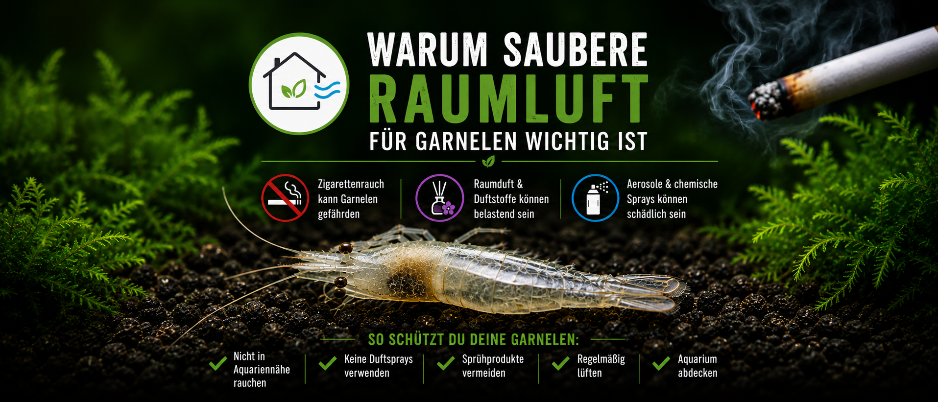 Gefahr für Garnelen im Aquarium: Warum saubere Raumluft lebenswichtig ist