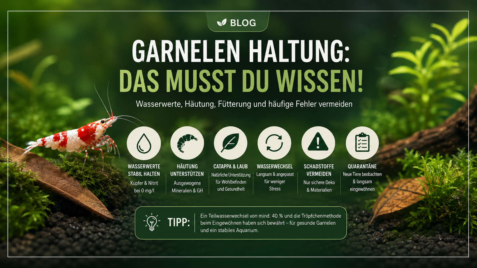 Garnelen sterben plötzlich? Die häufigsten Ursachen und wie Du Deine Zwerggarnelen schützt