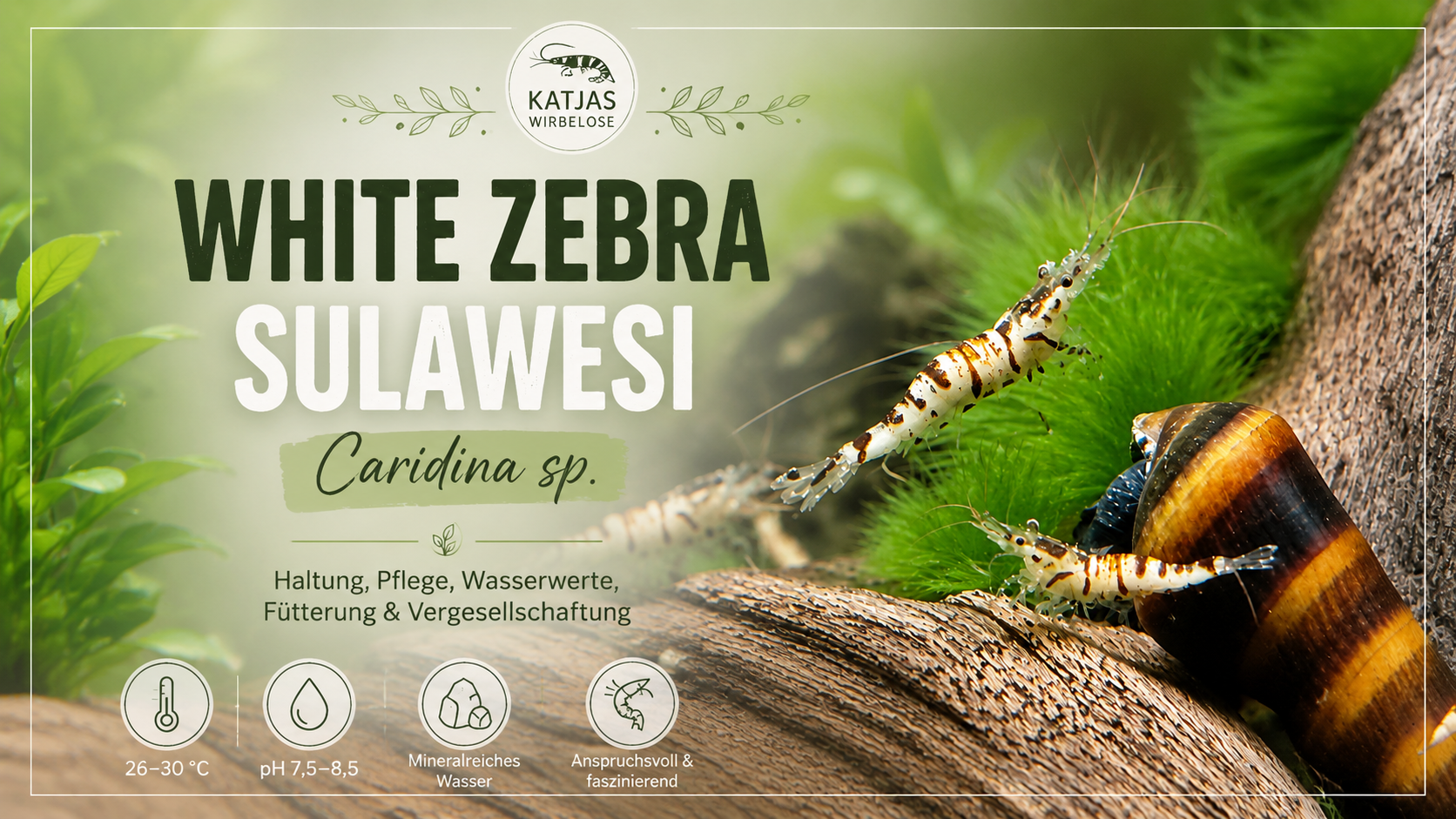 White Zebra Sulawesi Garnele (Caridina sp.) – seltene Schönheit aus Sulawesi fürs Aquarium