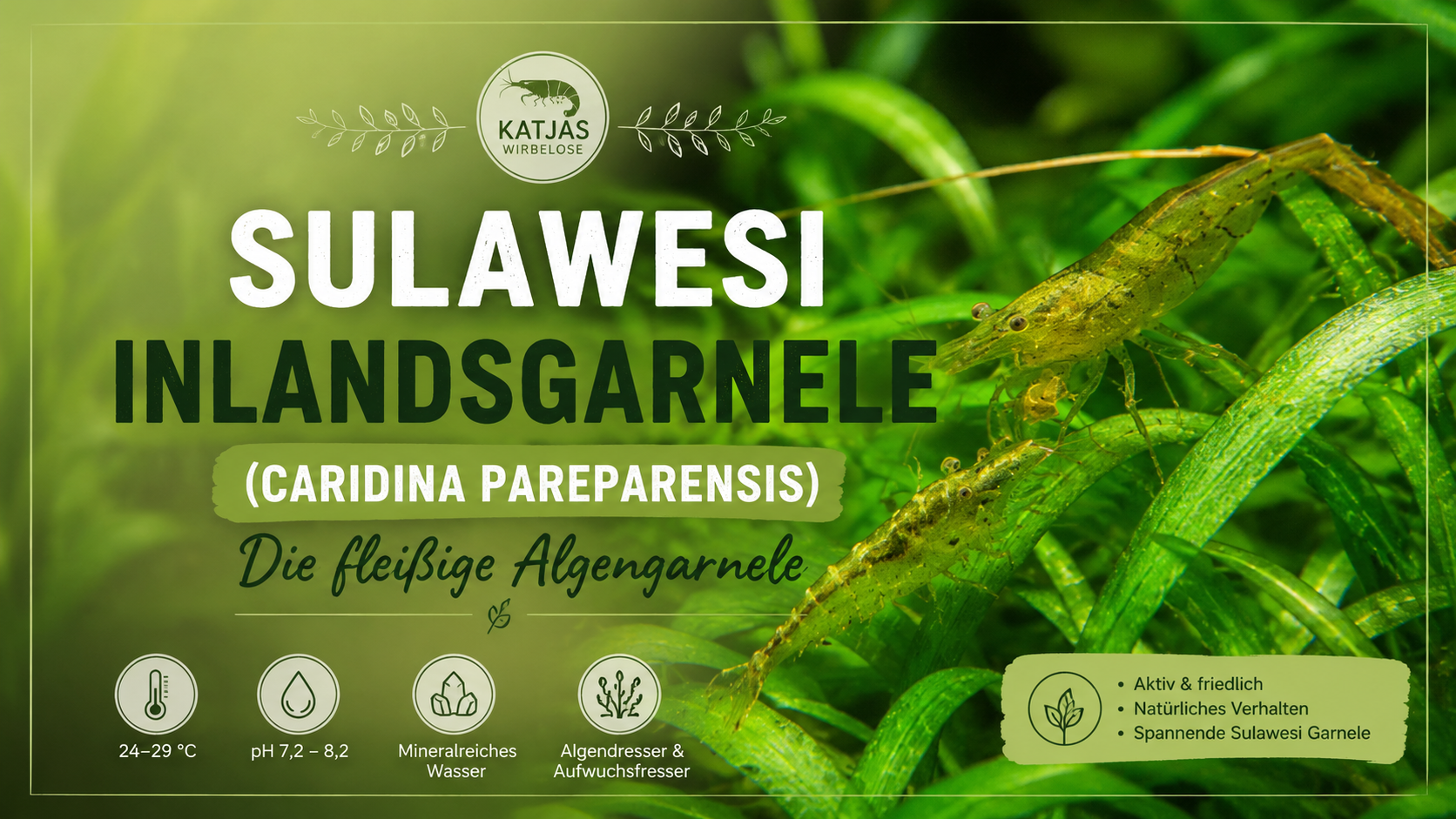 Sulawesi Inlandsgarnele (Caridina pareparensis) – die faszinierende Algengarnele aus Sulawesi