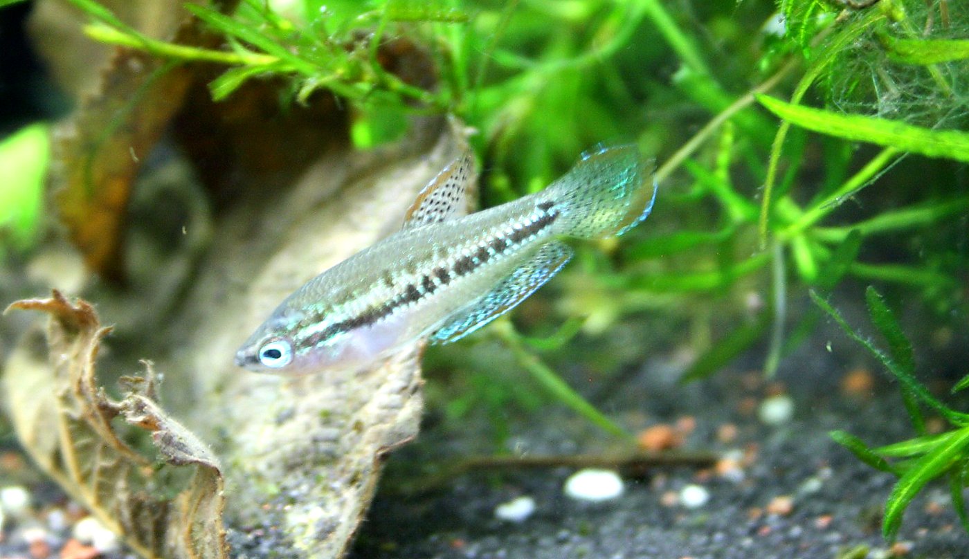 Knurrender Zwerggurami (Trichopsis pumila) – Haltung, Pflege, Verhalten und Zucht im Aquarium