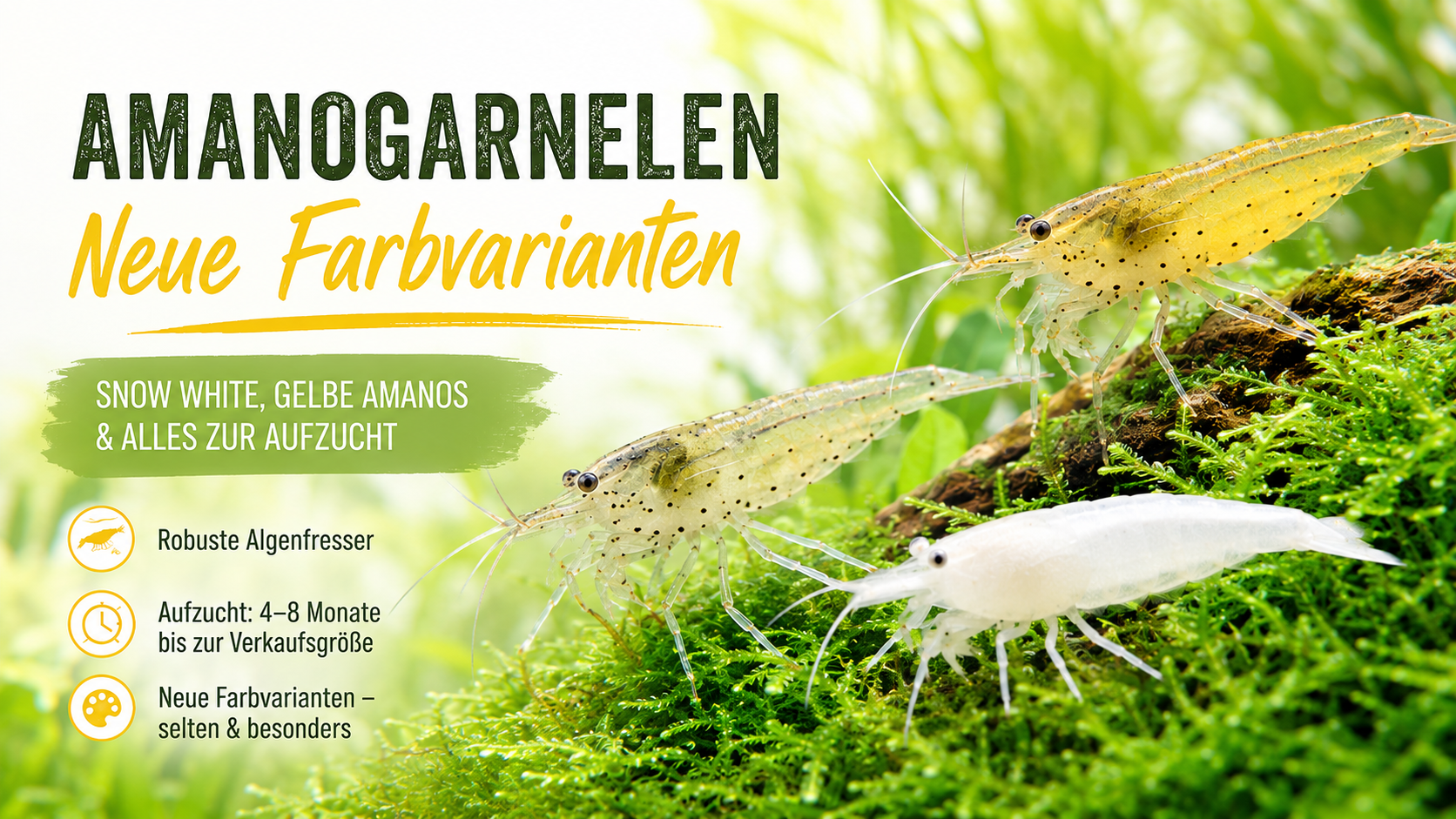 Amanogarnelen in neuen Farbvarianten – Trend oder echte Alternative?