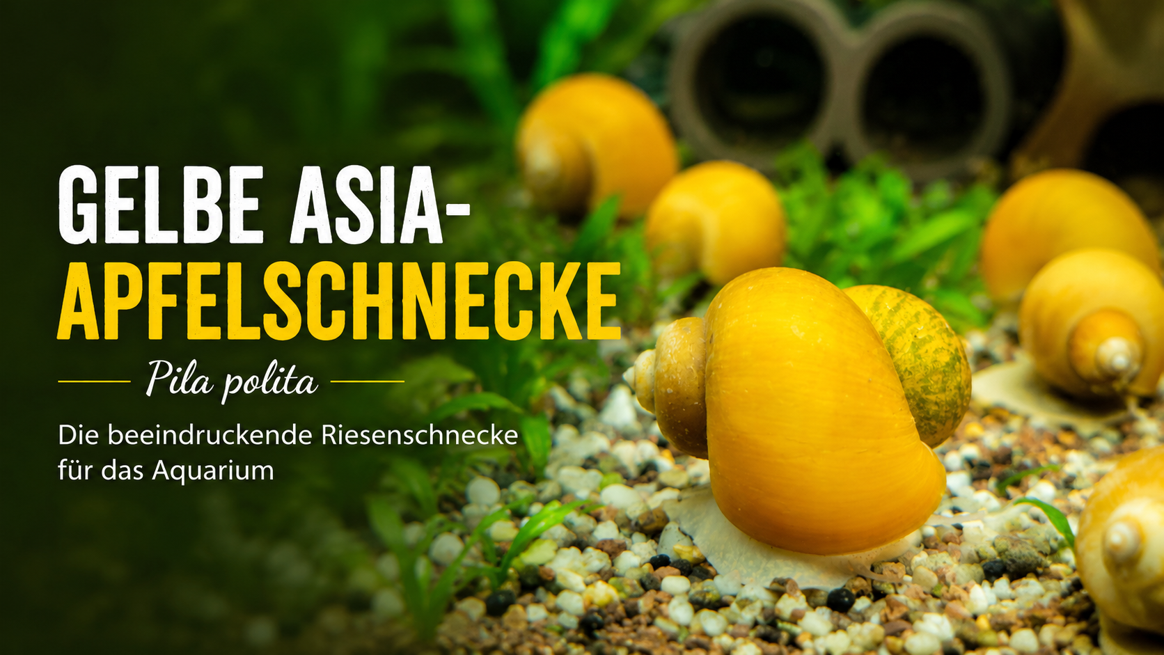 Gelbe Asia-Apfelschnecke (Pila polita) – Die beeindruckende Riesenschnecke für das Aquarium