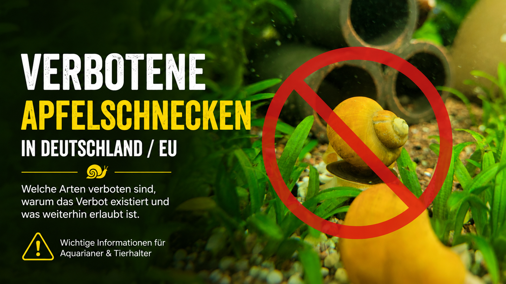 Verbotene Apfelschnecken in Deutschland und der EU – Welche Arten betroffen sind und warum