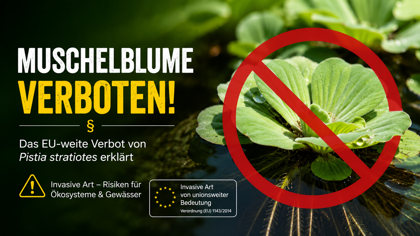 Warum die Muschelblume in der EU verboten wurde – Was Aquarianer jetzt wissen müssen