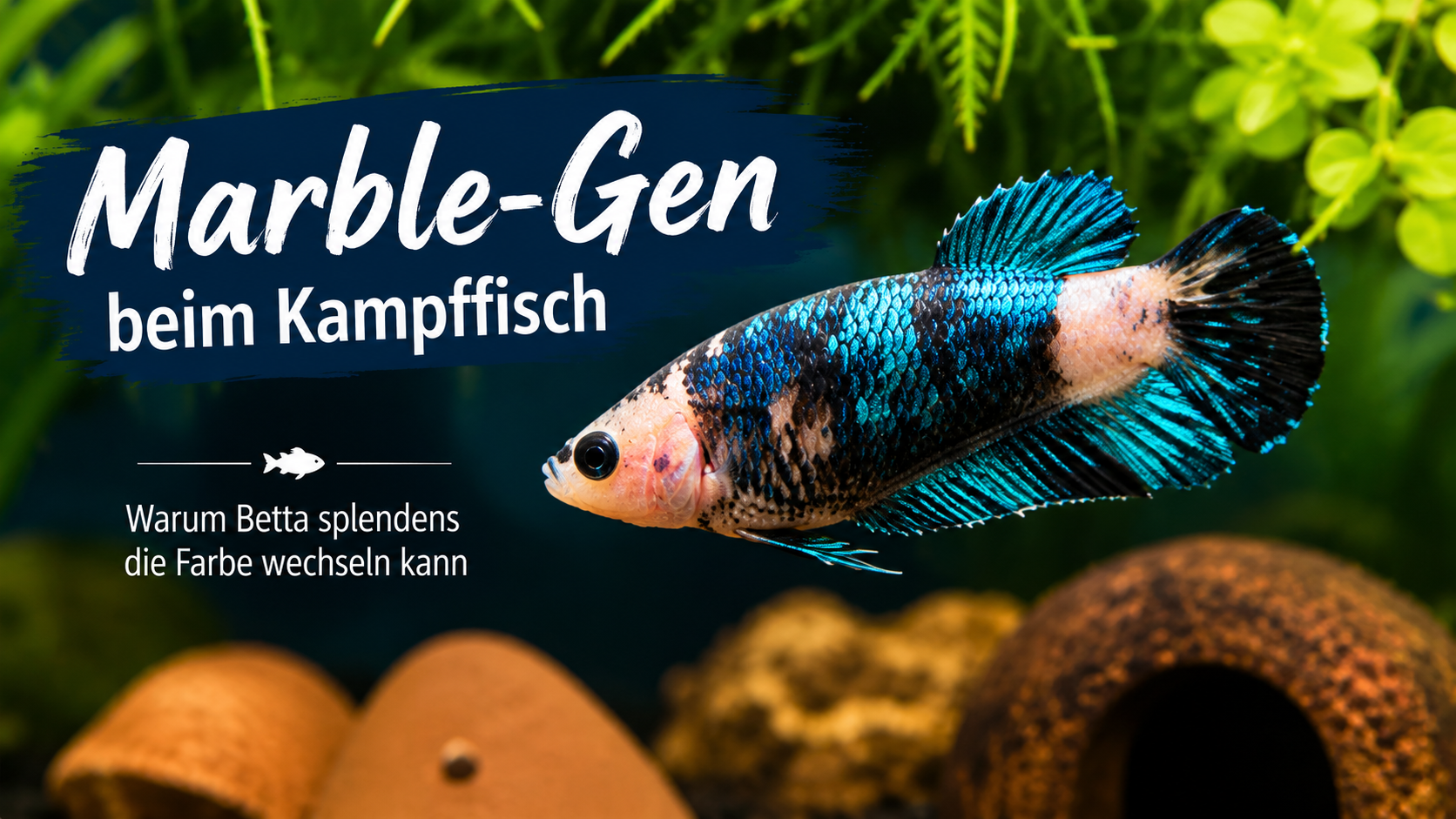 Das Marble-Gen bei Kampffischen – Warum Betta splendens plötzlich die Farbe wechseln