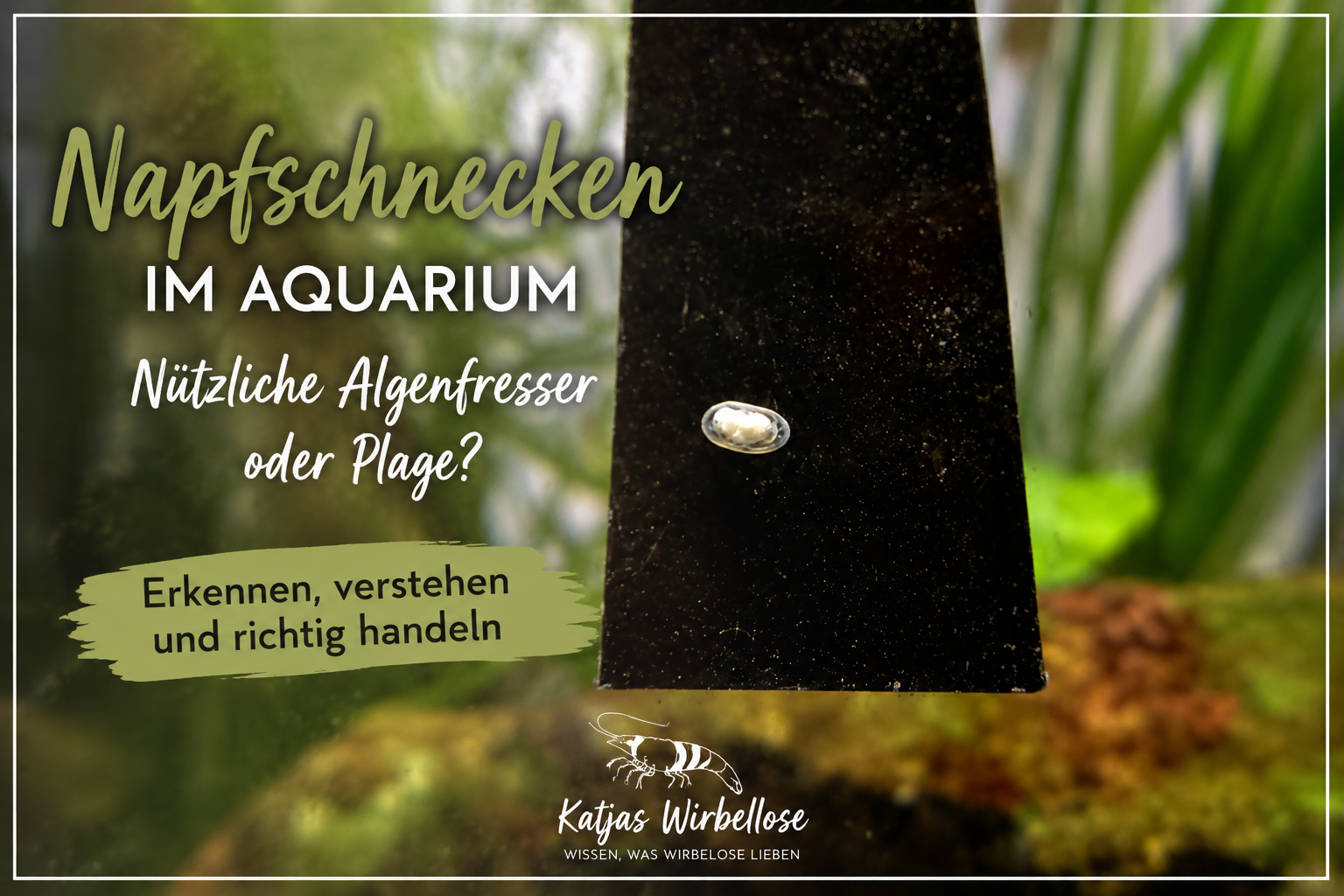 Napfschnecken im Aquarium – Nützliche Algenfresser oder Plage?