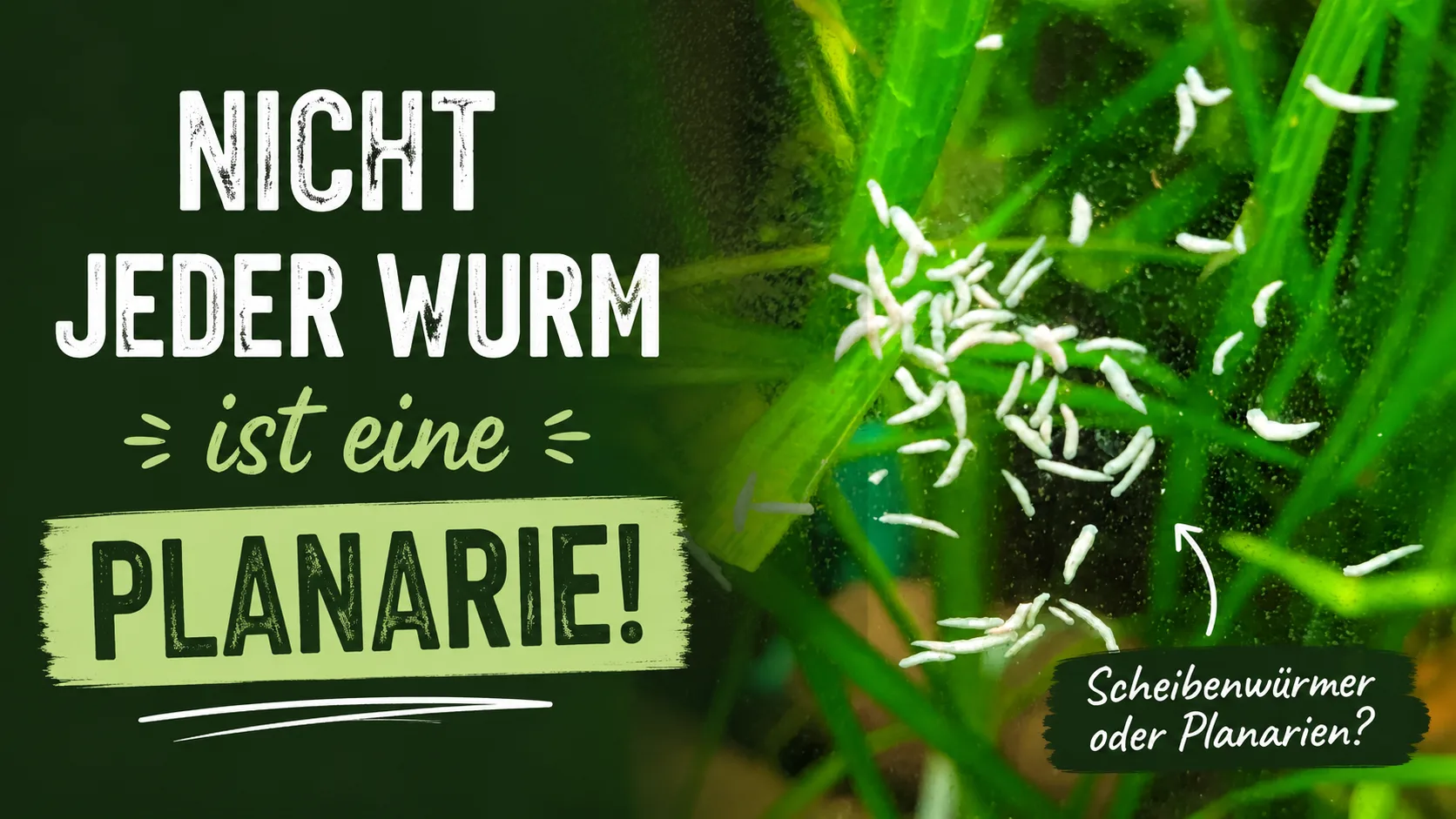 Nicht jeder Wurm im Aquarium ist eine Planarie