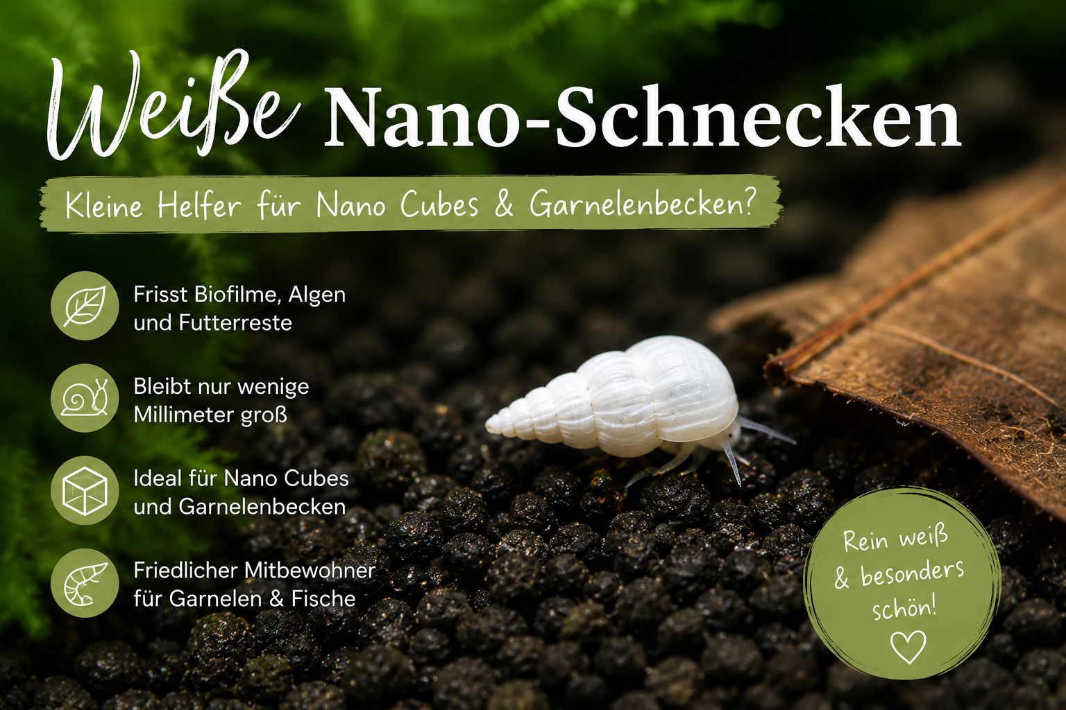 Weiße Nano-Schnecken im Aquarium – Unbekannte Helfer für Nano Cubes und Garnelenbecken?