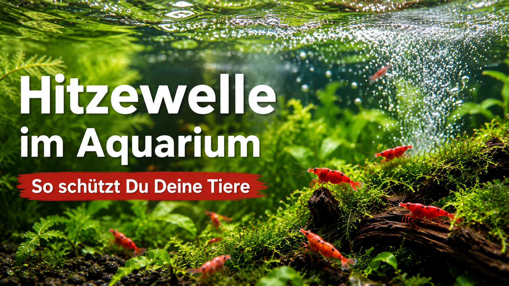 Hitzewelle in der Aquaristik – was jetzt für Aquarium, Garnelen, Schnecken & Co. wichtig ist