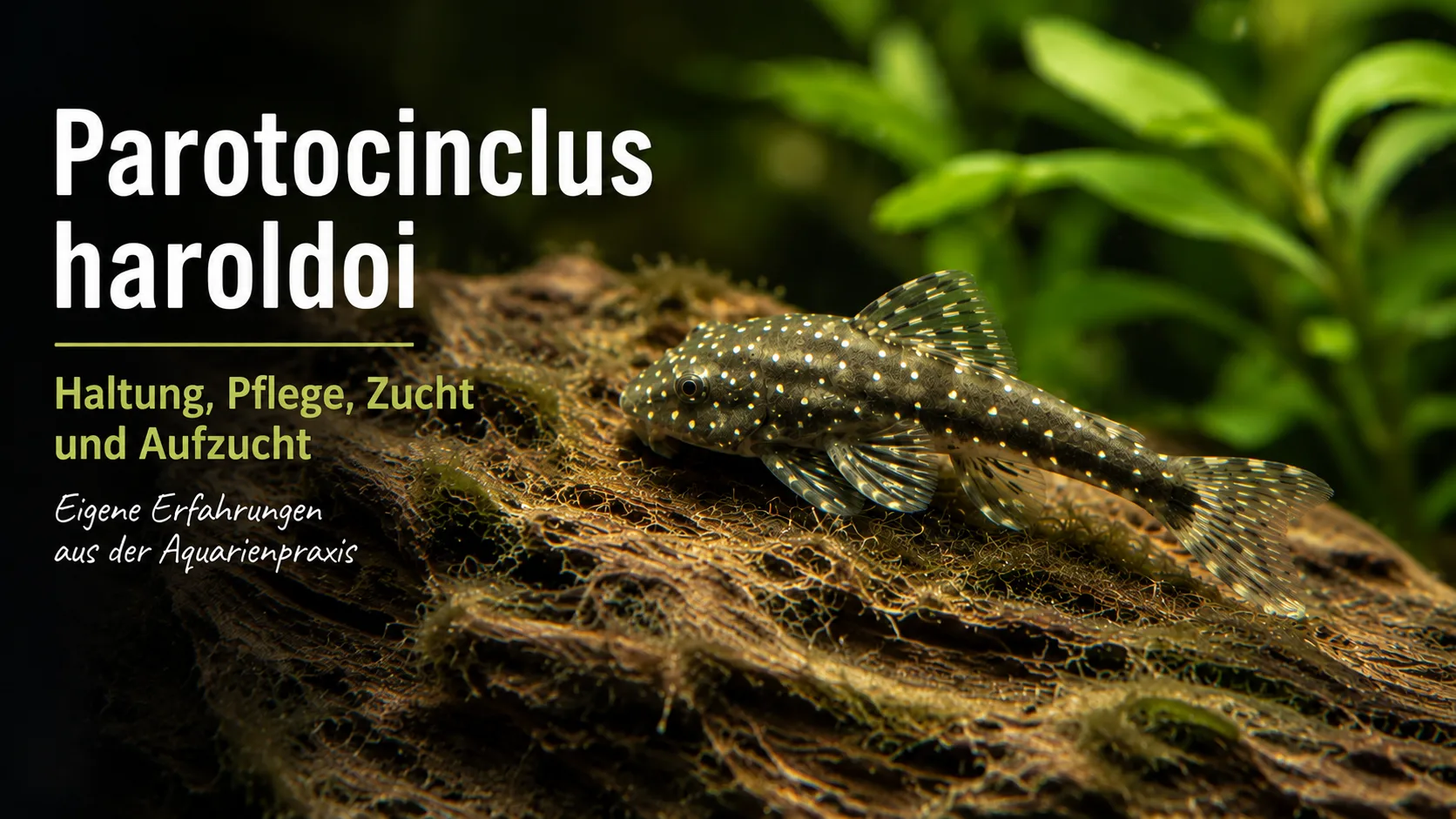 Parotocinclus haroldoi – Haltung, Pflege, Zucht und erfolgreiche Aufzucht des kleinen Zwergharnischwelses