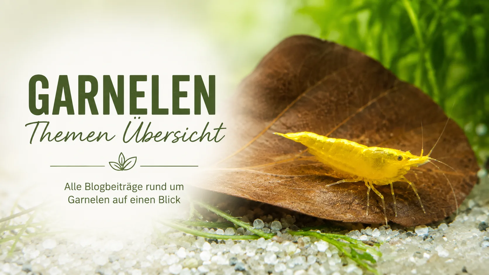 Garnelen