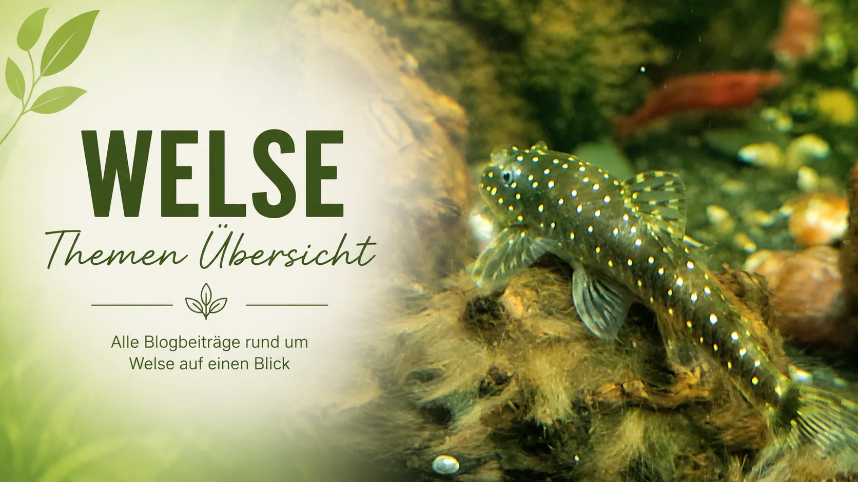 Welse im Aquarium – Haltung, Pflege, Ernährung und Nachzucht
