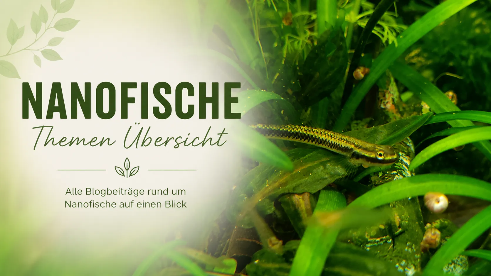Weitere Aquarienfische – Haltung, Pflege, Vergesellschaftung und Artenporträts