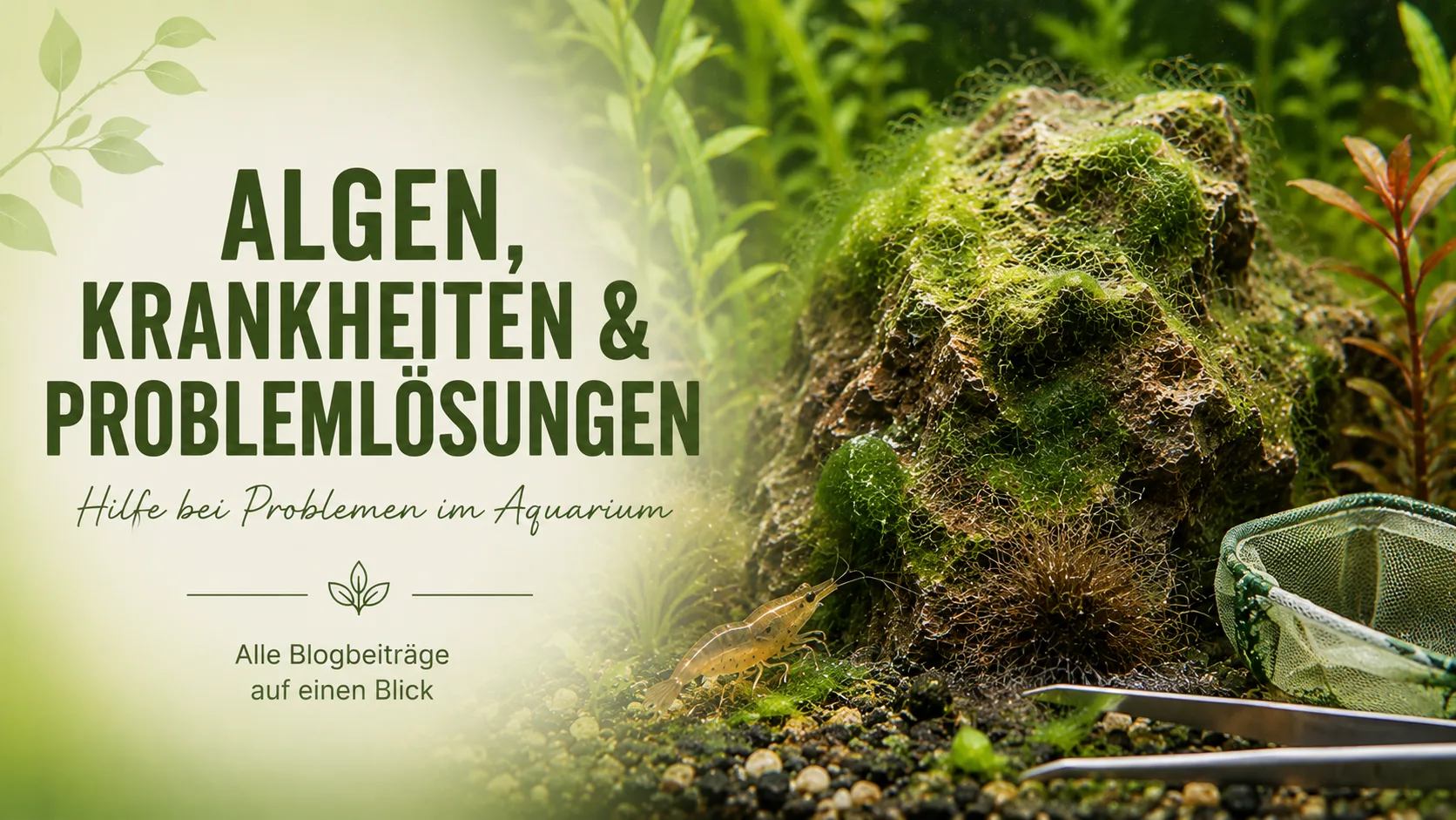 Algen, Krankheiten & Problemlösungen – Hilfe bei Problemen im Aquarium