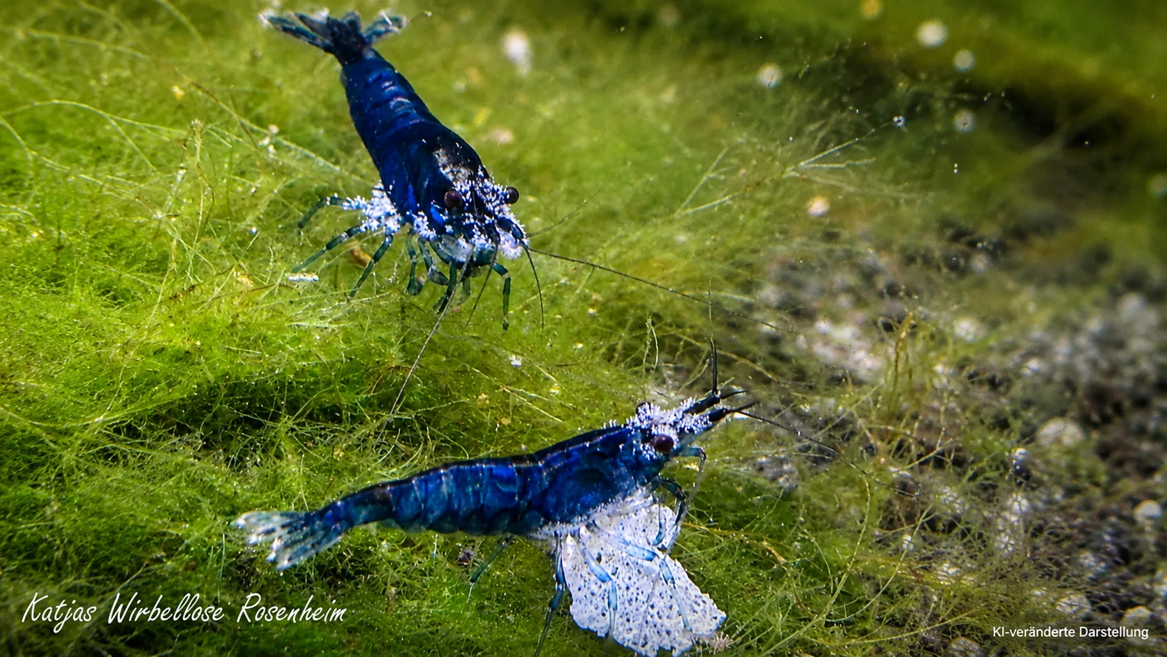 Weiße Aufsitzer auf Garnelen – was tun bei Vorticella & Co.?