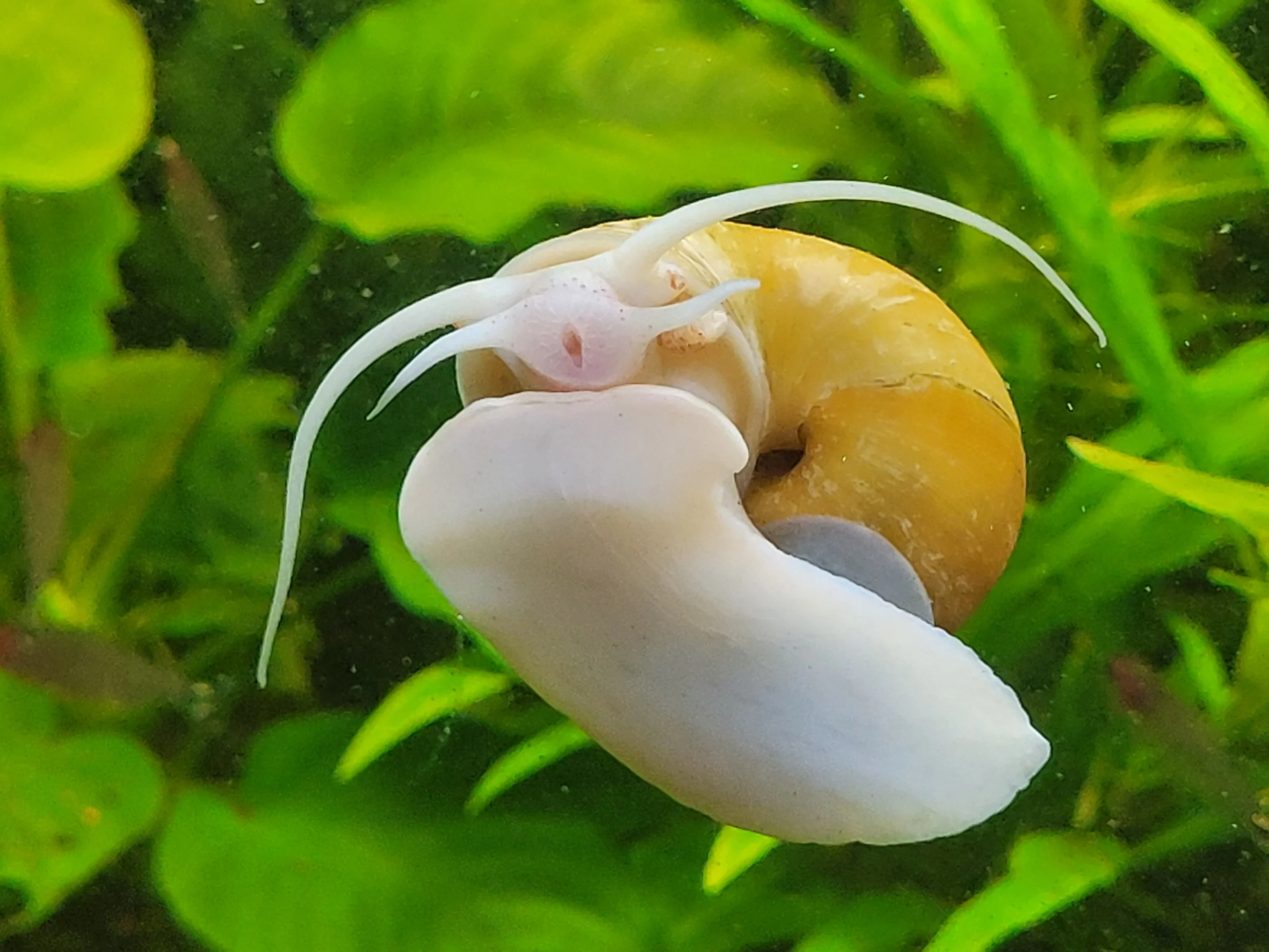 Pila polita oder Pomacea? So lassen sich Apfelschnecken unterscheiden