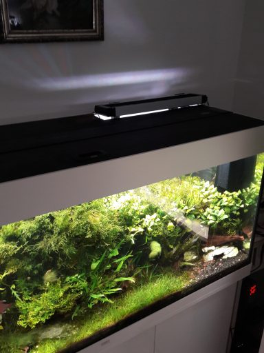 Aquarium mit Pflanzen und Dekoration, oben beleuchtet, hellgrünes Wasser.