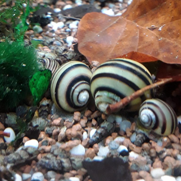 Zebra-Apfelschnecken, Asolene spixi Drei gestreifte Schnecken auf einem Kiesboden mit grünem Algenbewuchs und trockenem Blatt.