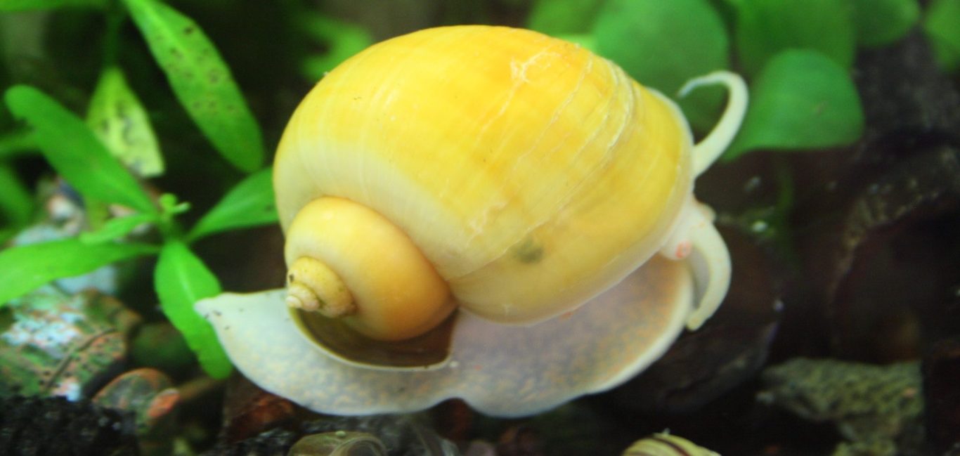 Gelbe Asia-Apfelschnecke Eine gelbe Wasserschnecke auf grünem Pflanzenhintergrund im Aquarium.