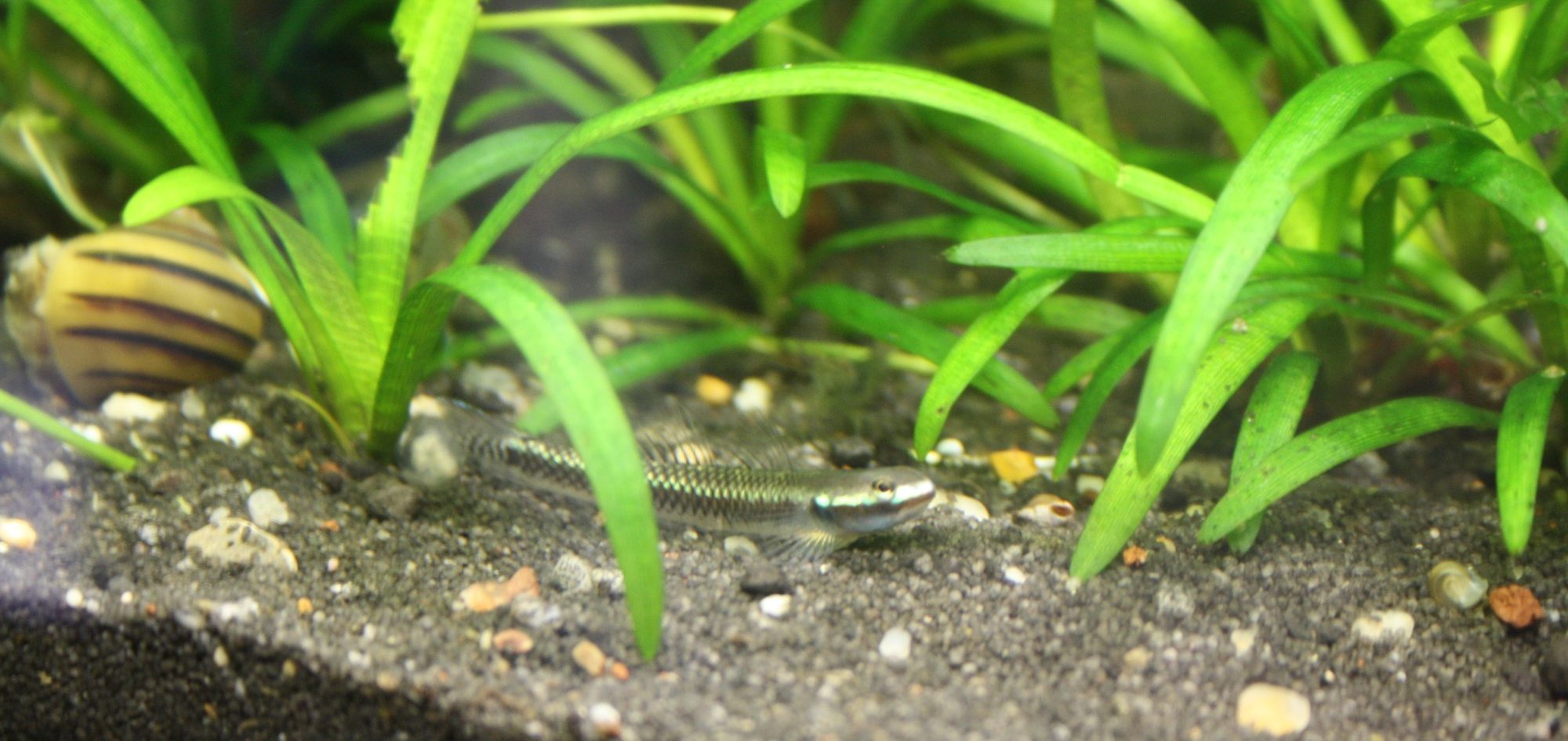 Ein kleiner Fisch und eine Schnecke zwischen grünen Wasserpflanzen im Aquarienboden.