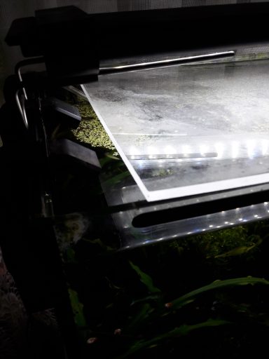 Dekorativer Aquariendeckel mit beleuchteter Oberseite und Pflanzen darunter.