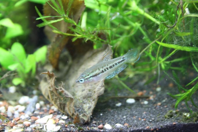 Kleiner Fisch schwimmt zwischen Wasserpflanzen und einem Blatt im Aquarium.