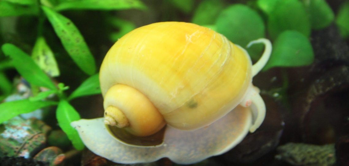 Eine gelbe Wasserschnecke auf grünem Pflanzenhintergrund im Aquarium.