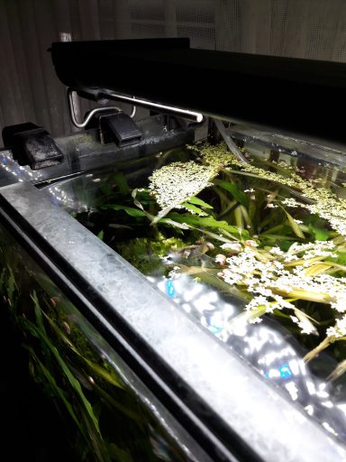 Aquarium mit Pflanzen und Wasserpflanzen, teilweise mit Algenbewuchs.